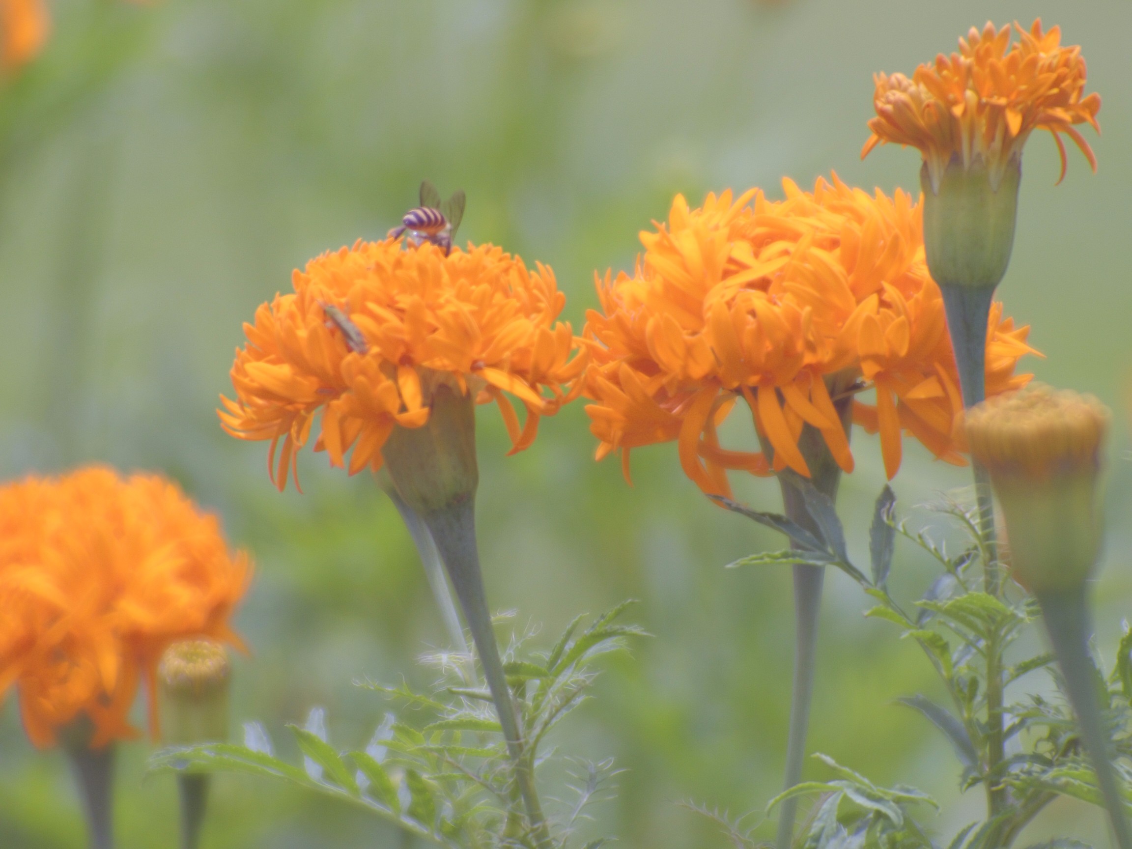 Bees on a flower approximately a meter away